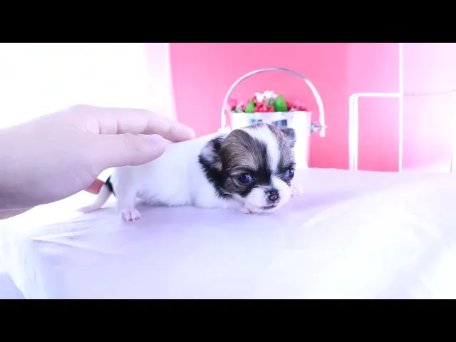 動画