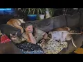 Veterinarian says Bella Vista family s dogs were likely poisoned