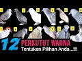 Download Lagu Kumpulan Suara Perkutut Warna Paling KOMPLIT,Tentukan Pilihan Anda...!!!