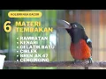 Download Lagu 6 MATERI TEMBAKAN KOLIBRI NINJA GACOR RAMBATAN, KENARI, GELATIK BATU, CIBLEK, BREN AK47 \u0026 CENGINGING
