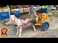 Download Lagu YoYo JR takes goats to harvest vegetables sell and help people around | Full version