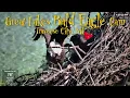 NEST COLLAPSES after Harry Delivers Fish to Harriet Snow 6-2-26