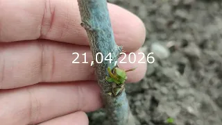 Как превратить алычу в персиковое дерево? Простой способ