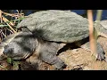 Snapping Turtle basks sheds tear feat Leeches on shoulder