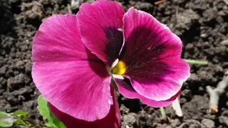 بعض الحان بليغ حمدي في مقدمات اغاني عبدالحليم حافظ 