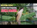 Download Lagu Terbukti.! Cendet Gacor Toet Toet Sambung Isian Cepat Respon Bikin Cendet Diam Seketika Nyaut Emosi