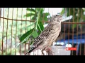 Download Lagu BURUNG BLACK THROAT GACOR PANJANG