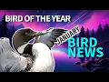January s BIGGEST Bird Stories New Records Comebacks Rare Sightings