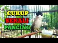 Lagu Suara burung kutilang Gacor  memanggil temana pancingan kutilang agar bunyi