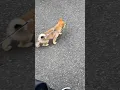 Download Lagu ぽてぽて歩く犬🐶お散歩の練習　#柴犬 #shibainu #豆柴