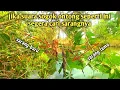 Download Lagu CIRI CiRI suara burung sogok ontong yang ada sarangnya disekitar kita