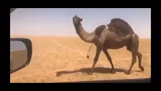 جديد لطامه فردية اهلال ابن دغيثر 