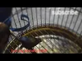 Download Lagu BURUNG HASIL pikat bunyi semua!!!...jangan lupa subcribe terima kasih #burungkicau #burungkecil