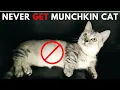 10 Reasons Why NOT to Get a Munchkin Cat