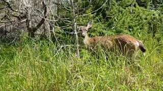 Nature on the Nature Boardwalk trail.