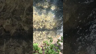 #fyp #dream #nature #pets #doberman #vlog #travel