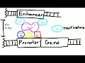 Promoters and Enhancers