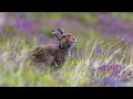 Johnny Flynn - Hares on the Mountain