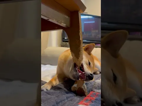 #bts 🐶😂