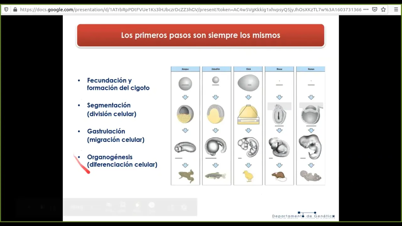 Bases Genéticas del desarrollo