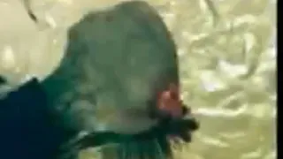 5 Creepiest Recorded Alien Body Footage