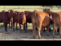 The Cattle Range Listing