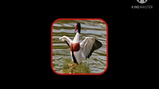 صوت البط الشهرمان صوت بط صيني اثبتو وجودكم 