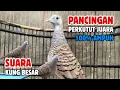 Download Lagu Perkutut Lokal GACOR Suara Kung Besar Pancingan Burung Perkutut Agar Bunyi.