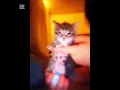 Lagu a swerve and a dip 😼 #catedit #trending #edit #kitten #cute #tiktok (creds to @vxtitty) on TikTok
