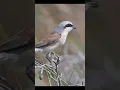 Download Lagu Burung Shrike Punggung Merah #kicauanburung #alam #burung #suaraburung #suaraalam #satwa liar #aves #pecintaburung