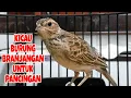 Burung branjangan wiksar cocok untuk pancingan