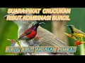 Download Lagu pikat burcil ribut menjerit paling ampuh di dunia Kicaumania #mp3pikatburcil