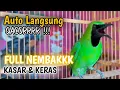 Lagu PANCINGAN CUCAK IJO GACOR 24JAM NONSTOP