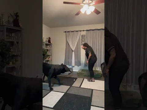 He’s a big protector ❤️ #canecorso #bigdogs #dreeandghost