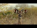 Download Lagu Ker \u0026 Downey Botswana - Dinaka - Short Version (Official Video)