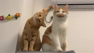 the funniest cats on the planet funny cat videos