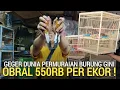 Lagu MURAI TERMURAH ! JANTAN MULUS NO MINUS OBRAL 550RB AN PER EKOR PASAR BURUNG PRAMUKA HARI INI 