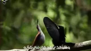 حسين الأكرف   ربي معي  قصيدة ولا أروع  دندنها