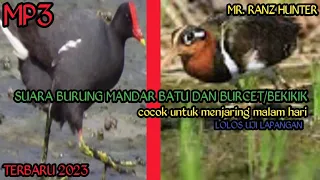 Download MP3||suara burung mandar batu dan burcet/bekikik MP3