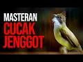 Download Lagu MASTERAN CUCAK JENGGOT GACOR NGEPIK MBESET RAPET