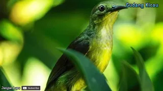 Download suara kolibri kelapa betina pikat jernih ribut MP3