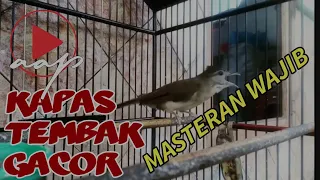 masteran wajib burung kapas tembak sumatra gacor masteran paling dicari kicaumania