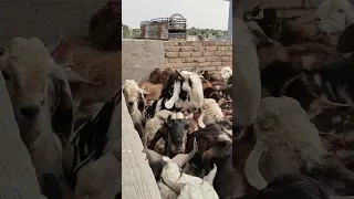 صدمة الماعز تتزاوج بقوة لا تصدق Goat Animals Shorts 