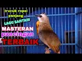 TRUCUKAN GACOR ROPEL PANJANG LAGU SANTAI