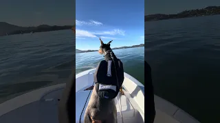 We’re goin to a party 🤣  #fyp #dream #youtube #doberman #pets