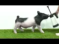Flatland Showpigs XB 25-2
