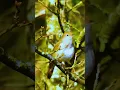 Download Lagu SUARA LANTANG BURUNG SIKATAN LONDO DI HUTAN LIAR | NIGHTINGALE #birds #sikatanlondo #nightingale