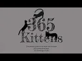 365 kittens Reel - Solid Background