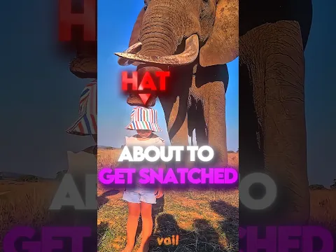 THE ELEPHANT STOLE HER HAT... THEN GAVE IT BACK. 🥺❤️‍🩹 #shorts