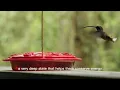 hummingbird flying backwards